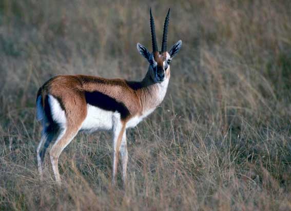 скорость газели